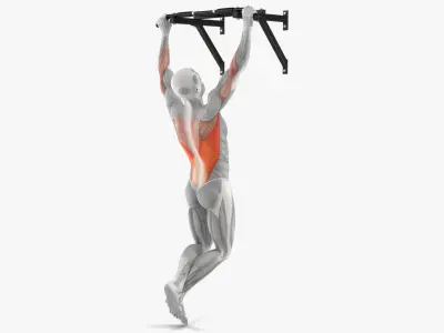 Male Muscular System Pull-up Excersise 