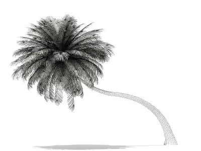 Coconut Palm Tree 3D Model 6m 3D model