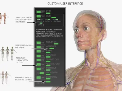 Full Female Body Anatomy 3DSmax 3D model