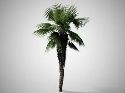 Chinese Fan Palm Tree Low-poly 3D model