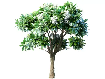 Outdoor Decorative Flowering Garden street Plant Tree Shrub 3D model
