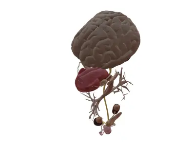 Female Internal Organs Low-poly 3D model