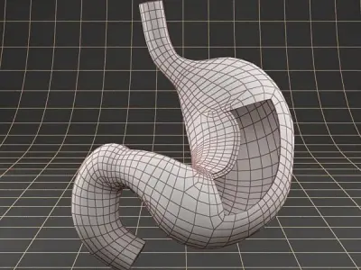Anatomy stomach section 3D model