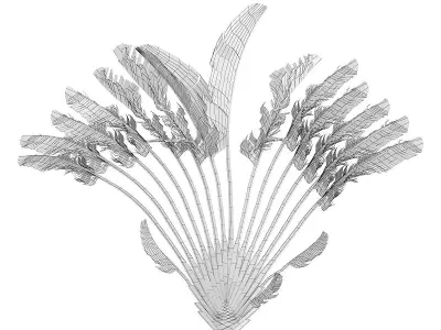 Crane Flower Plant 3D model