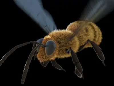  Animated Bee for Cinema 4D 