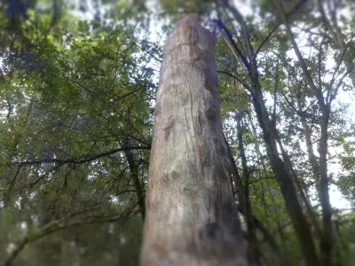 Tree Stump Low-poly 3D model