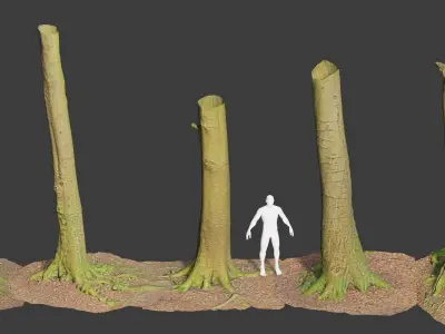 PBR 8x Beech Tree Trunk Real Scan Roots Collection Low-poly 3D model