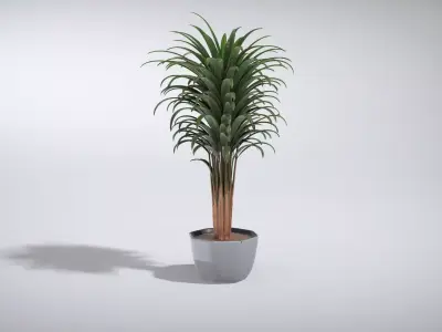 Elegant Dracaena Marginata Plant Low-poly 3D model