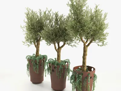 JARDINIERE GREEN PALACIO I  Olive Tree 3D model