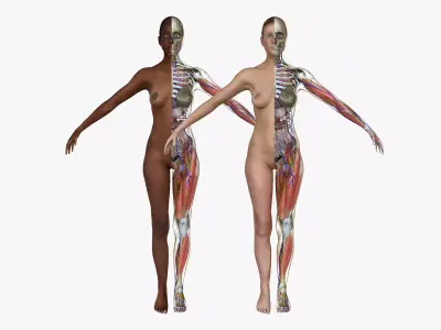 African American and Caucasian Female Anatomy 3D model