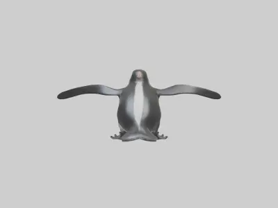 Galapagos Penguin sliding model Low-poly 3D model