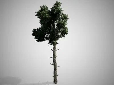 Loblolly Pine Tree Low-poly 3D model