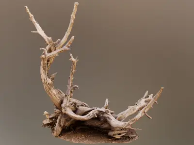 Dry Root 3D model