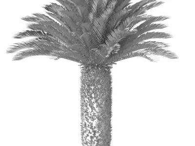 Ornamental Evergreen Palm Tree exotic tropical 3D model