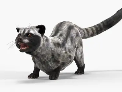  Asian Palm Civet for Kopi Luwak Gray Coat Fur Rigged 