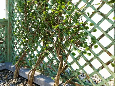 Arbor with trellis  3D model