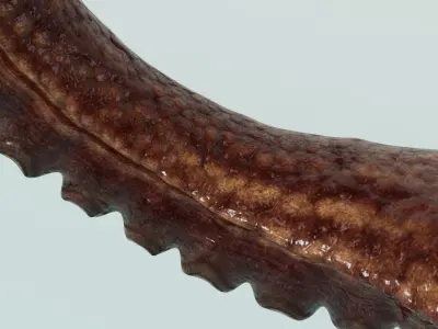  Octopus Tentacle Multicolor Rigged Animated 