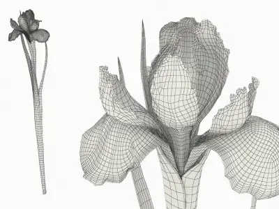  Purple Flowering Plants Collection 5 