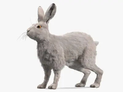  Winter White Hare Fur Rigged for Maya 