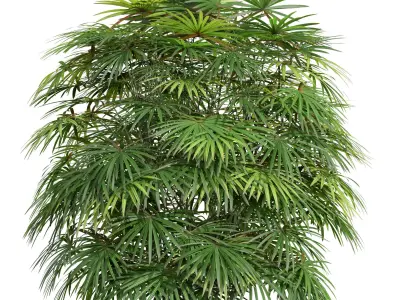New Plant Rhapis Excelsa Bush Small001 Free 3D model