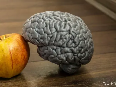  Human Brain (3D Printable) 