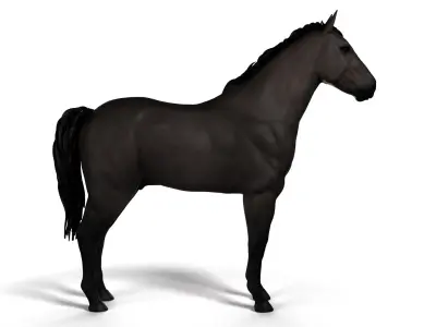  Full Female Horse Anatomy Static 