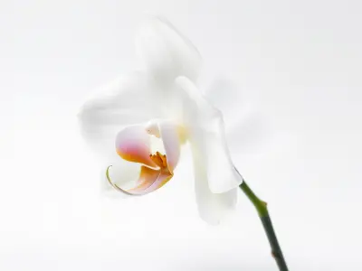 Elegant Orchid Flower D Model Pack Low-poly 3D model