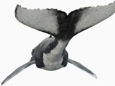  Humpback WhaleRigged 3D 