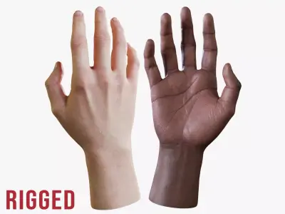 Realistic Human Hand - Rigged Low-poly 3D model