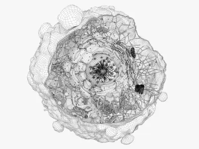  Cancer Cell Structure 