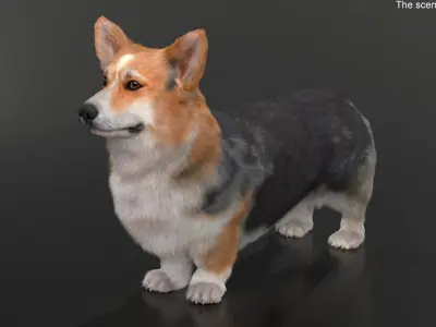  Tricolor Welsh Corgi Pembroke Fur for Maya 