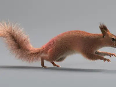  Squirrel Rigged Xgen 