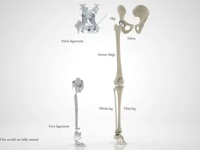 Lower Limb Skeleton 3D model