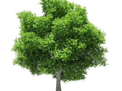 Avocado Tree 3D model