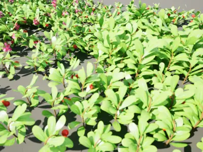 Arctostaphylos Massachusetts Hybrid plants Free 3D model