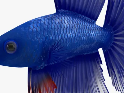  Blue Crowntail Betta Fish Swimming Animated Rigged for Cinema 4D 