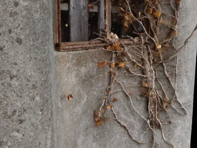 Window overgrown with plants 3D model