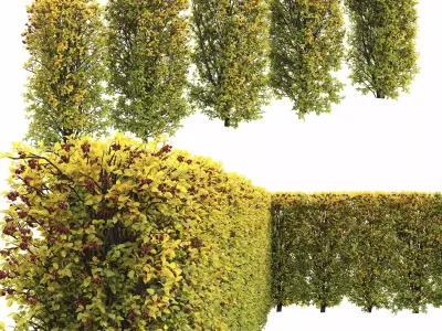 Crataegus hedge 04 autumn 3D model