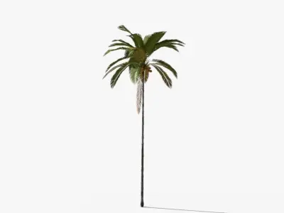 Coconut Palm Tree 5287 Low-poly 3D model