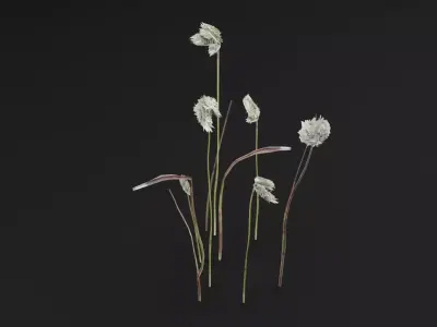 Eriophorum Plant Low-poly 3D model