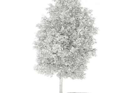 Grapefruit Tree 3D model