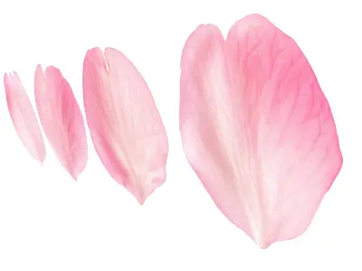  Flying Petals Pack 