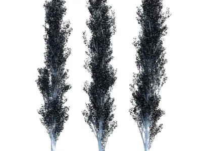 Poplar Pyramidal 15m Summer 3D model