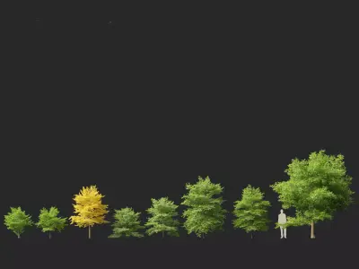 Styrax japonicus - Japanese snowbell  3D model