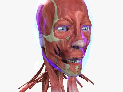 Human Face Muscle Anatomy Medical Edition 3D model