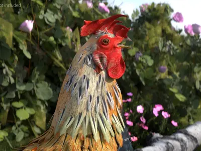  Rainbow Rooster Rigged For Blender Animated Set 