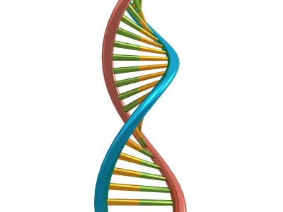 DNA Molecule v1 006 Low-poly 3D model