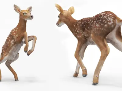 White-Tailed Fawn Deer Jumping Fur Animated Rigged for Maya 