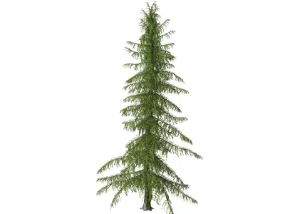 Alaska Cedar tree 3D model