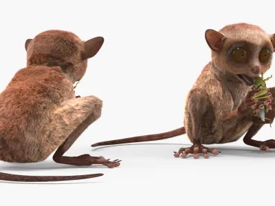  Tarsier Eating Grasshopper Fur 